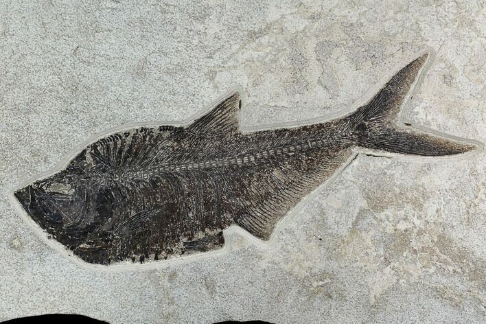 15.8" Fossil Fish (Diplomystus) From 18 Inch Layer - Hanger Installed